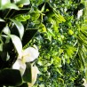 Liseron Mur Vegetal Artificiel Naturel et Occultant  5