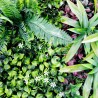 Gros plan Jungle mur végétal artificiel feuillage dense 1m²