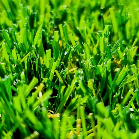 Gazon Synthétique et Pelouse wondergrass