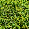 revetement-synthetique-40mm-terrasse-piscine-nuance-verte