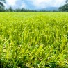 gazon-netrock-47mm-jardin-decoratif-2x8m