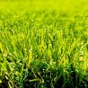 Pelouse artificielle Soleil 2025 - Résistance optimale au soleil sur patio